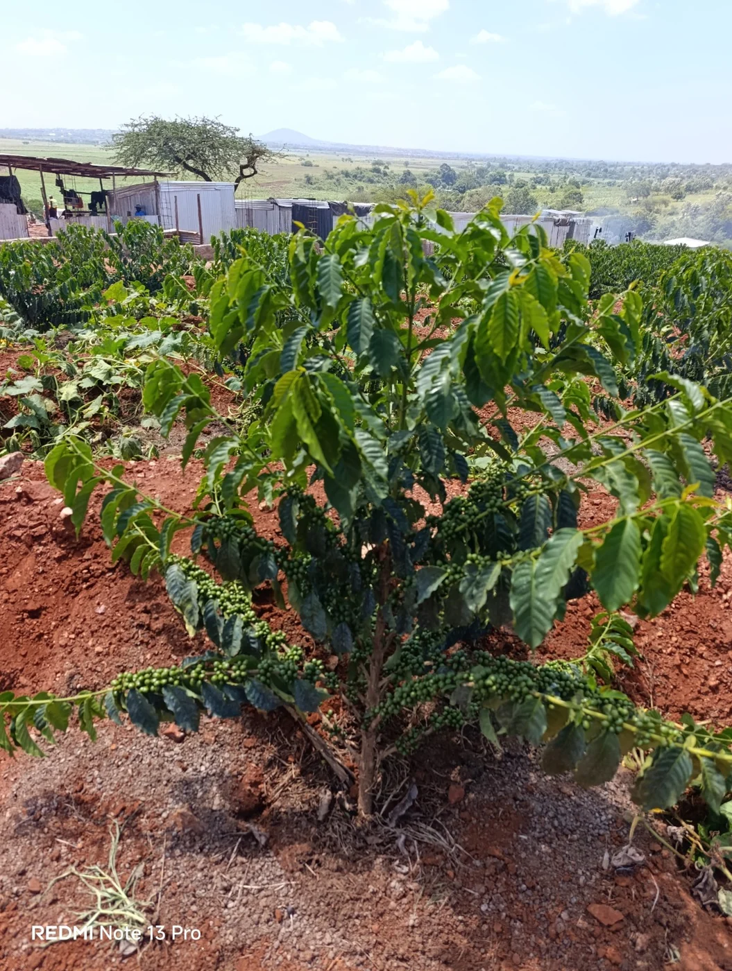 Coffee growing at Kinondo Farm in Embu